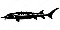 depositphotos_13697859-stock-illustration-silhouette-of-sturgeon.jpg