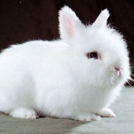 White Rabbit