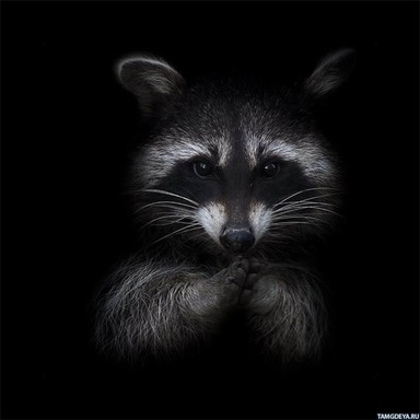 Mr.Raccoon