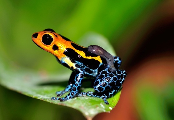 poisondartfrog