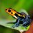 poisondartfrog