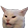 :wutcat: